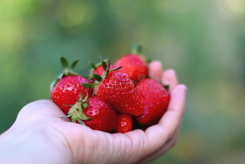 Download De Aardbeien Van De Handholding Stock Foto - Afbeelding bestaande uit organisch, hand: 54091066