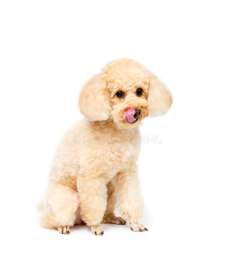 De abrikozenpoedel zit en ziet puppyportret vooruit stock foto's De abrikozenpoedel zit en ziet puppyportret vooruit stock foto's