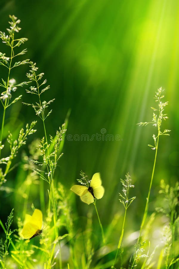 De abstracte achtergrond van de de zomer bloemen groene aard royalty-vrije stock afbeeldingen De abstracte achtergrond van de de zomer bloemen groene aard royalty-vrije stock afbeeldingen