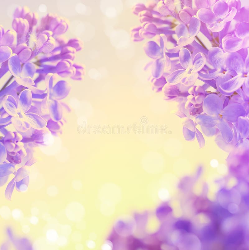 De abstracte bloemen de lenteachtergrond bloeit sering stock afbeeldingen De abstracte bloemen de lenteachtergrond bloeit sering stock afbeeldingen
