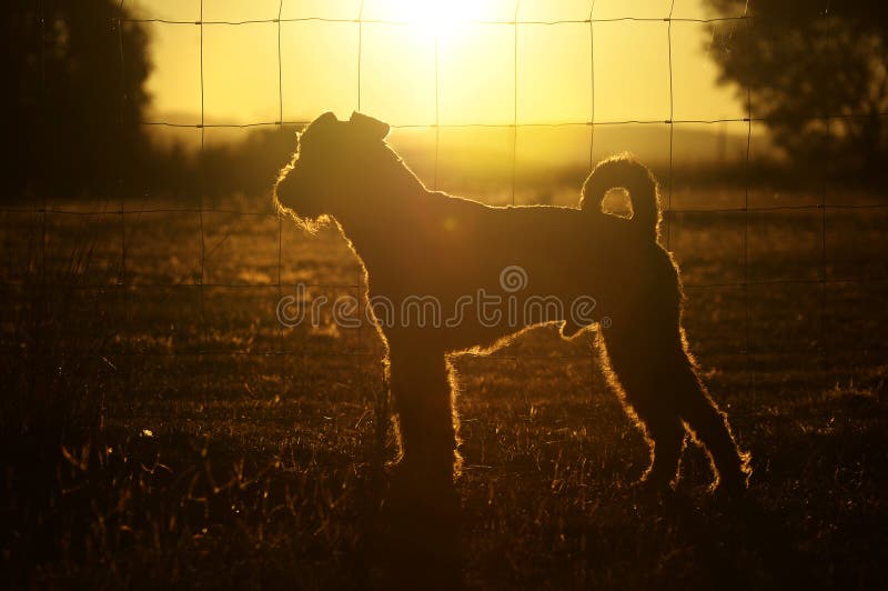 De abstracte hond van het achtergrondsilhouetoverzicht in het huis Australië van het zonsondergangland stock afbeelding De abstracte hond van het achtergrondsilhouetoverzicht in het huis Australië van het zonsondergangland stock afbeelding
