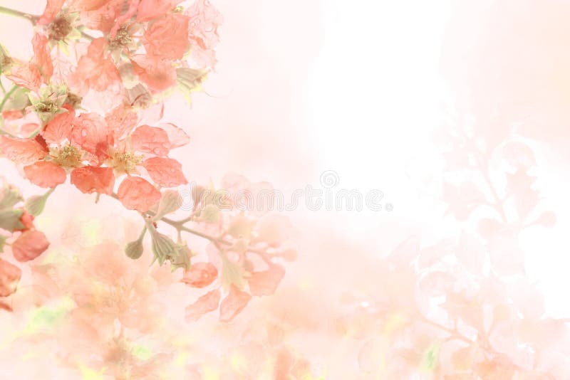 De abstracte zachte achtergrond van de zoete sinaasappelbloem van Plumeria-frangipanibloemen De abstracte zachte achtergrond van de zoete sinaasappelbloem van Plumeria-frangipanibloemen