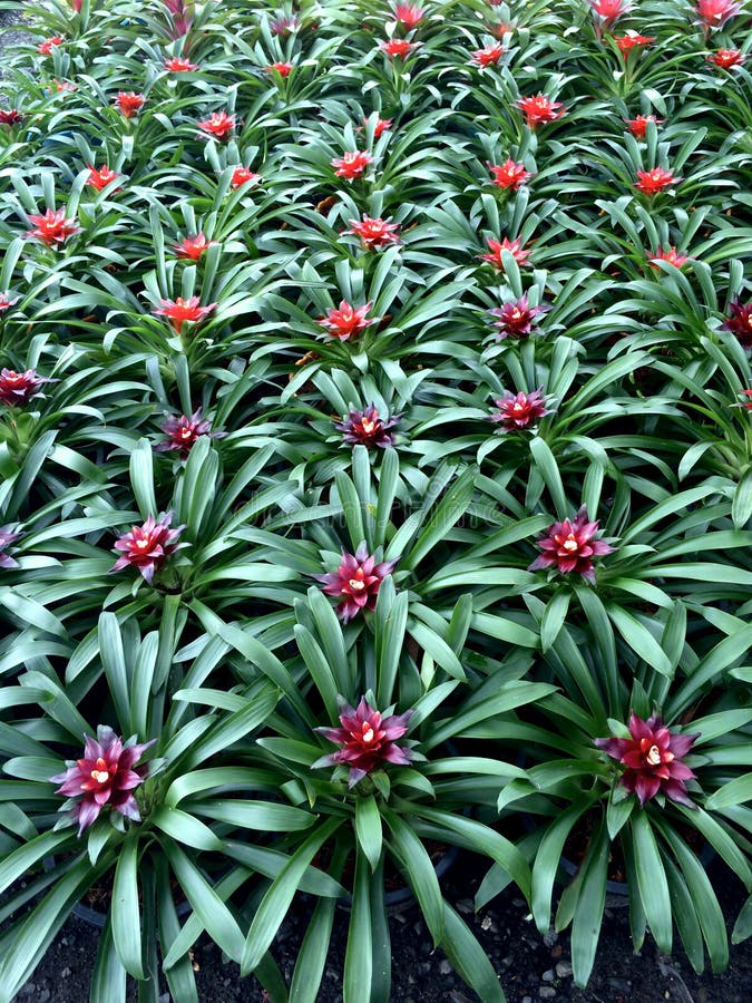 De achtergrond van bromeliainstallaties met rode centra en de groene bladeren vormen een patroon royalty-vrije stock afbeeldingen De achtergrond van bromeliainstallaties met rode centra en de groene bladeren vormen een patroon royalty-vrije stock afbeeldingen