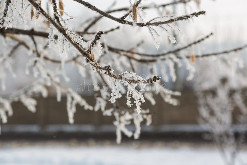 De achtergrond van de winter met natuurlijk rijp en ijs stock foto De achtergrond van de winter met natuurlijk rijp en ijs stock foto