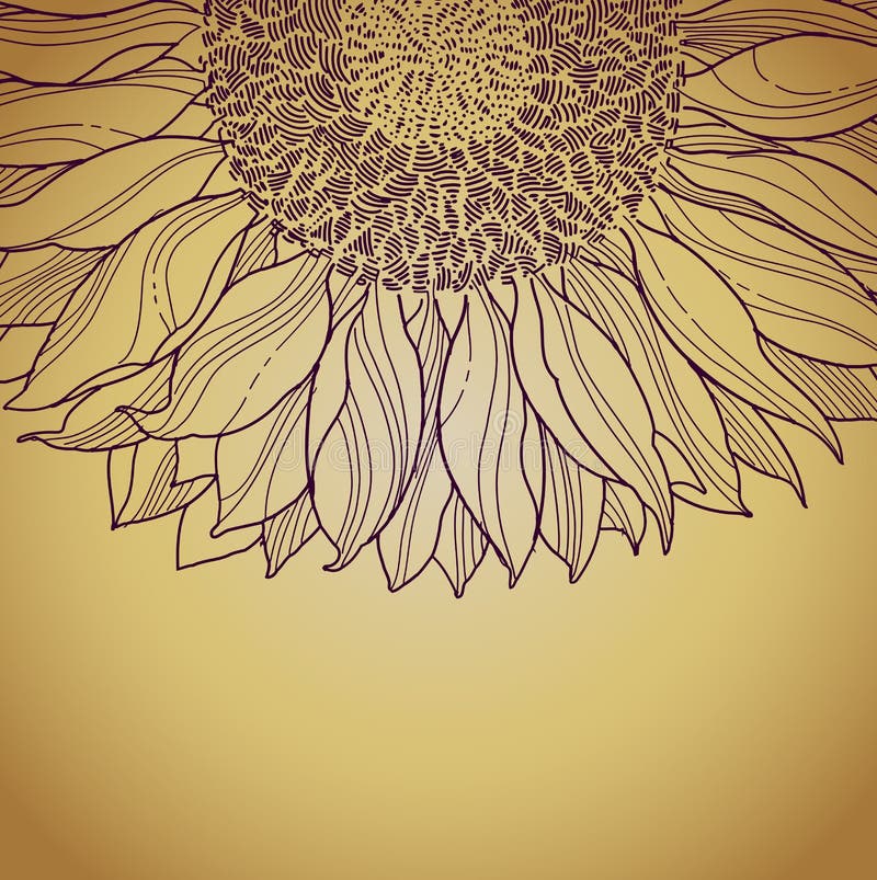 Vector floral summer background with sunflower. Vector floral summer background with sunflower