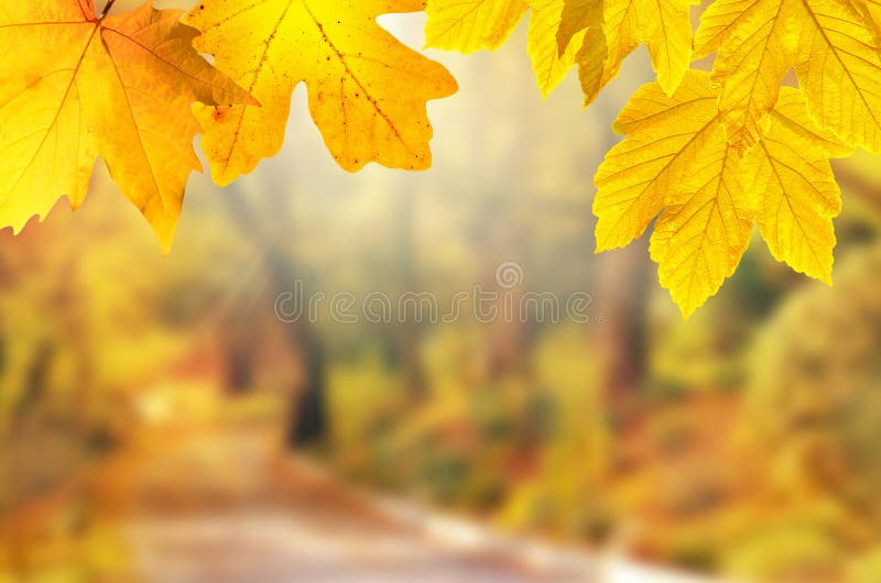 De achtergrond van de herfst Rode en oranje het bladclose-up van de kleurenKlimop Geel blad in de herfstpark op een vage achtergr stock foto's De achtergrond van de herfst Rode en oranje het bladclose-up van de kleurenKlimop Geel blad in de herfstpark op een vage achtergr stock foto's