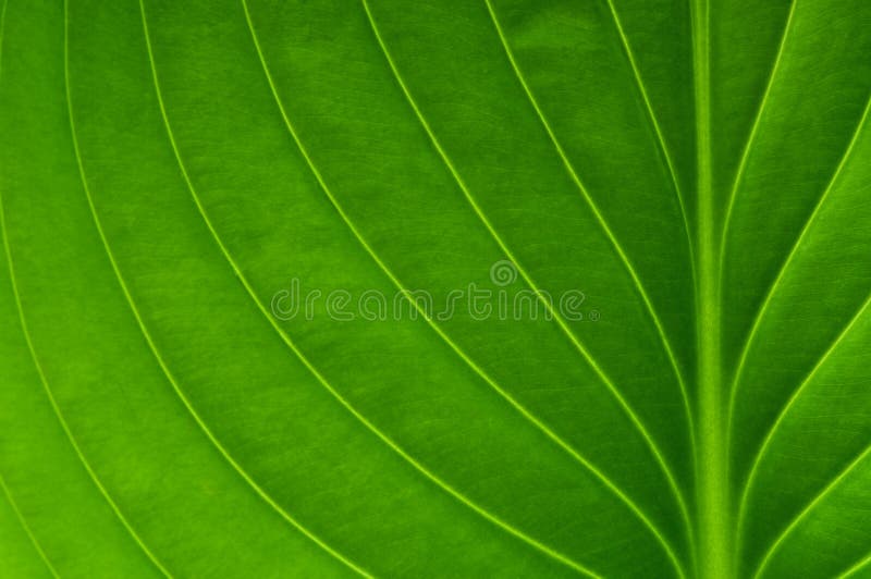 Bladerachtergrond royalty-vrije stock afbeeldingen