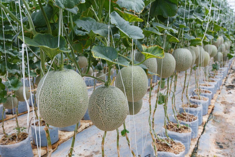 De achtergrond van het het detailfruit van de meloenclose-up royalty-vrije stock afbeeldingen De achtergrond van het het detailfruit van de meloenclose-up royalty-vrije stock afbeeldingen