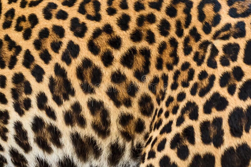 De achtergrond van het luipaardbont