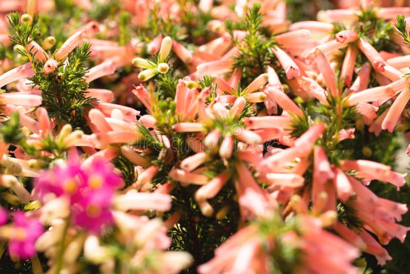 De achtergrond van de de lenteweide Close-up van mooie verse roze zonnige bloemtextuur als achtergrond royalty-vrije stock foto De achtergrond van de de lenteweide Close-up van mooie verse roze zonnige bloemtextuur als achtergrond royalty-vrije stock foto