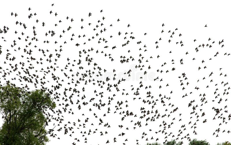 De achtergrond van silhouetten een grote troep van zwarte vogelstarlings vliegt tegen een witte hemel stock foto's De achtergrond van silhouetten een grote troep van zwarte vogelstarlings vliegt tegen een witte hemel stock foto's