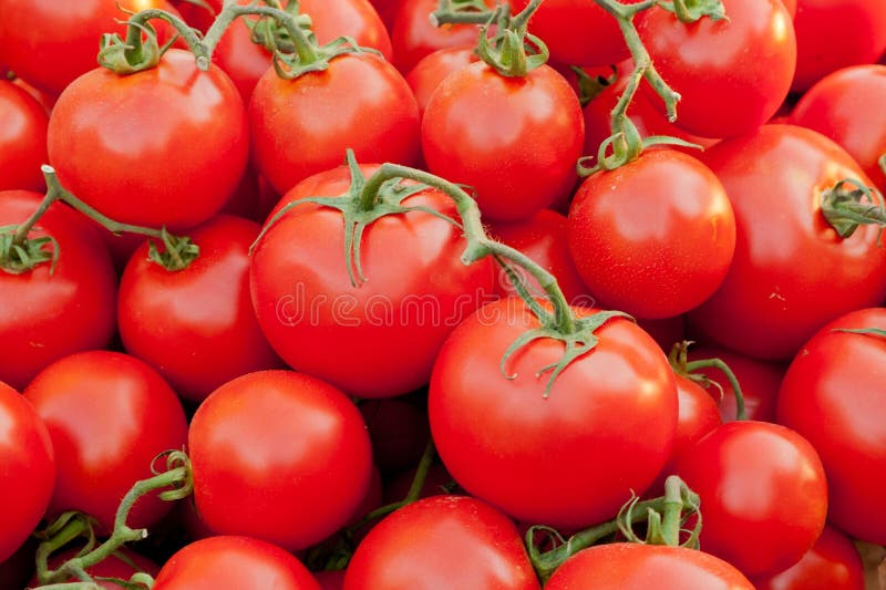 De achtergrond van tomaten