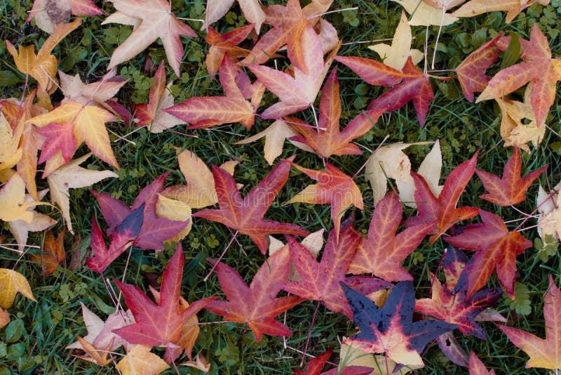 De achtergronden van de herfst samenvatting die voor ontwerp wordt geplaatst KLEURRIJKE DALINGSbladeren OVER GROEN GRAS stock fotografie De achtergronden van de herfst samenvatting die voor ontwerp wordt geplaatst KLEURRIJKE DALINGSbladeren OVER GROEN GRAS stock fotografie