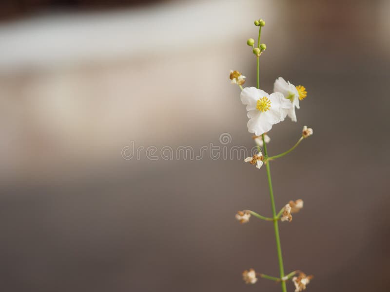 De achtergrondruimte voor schrijft de Rouwbandjasmijn van Jasminoides Gerdenia witte bloem mooi in aard stock foto De achtergrondruimte voor schrijft de Rouwbandjasmijn van Jasminoides Gerdenia witte bloem mooi in aard stock foto