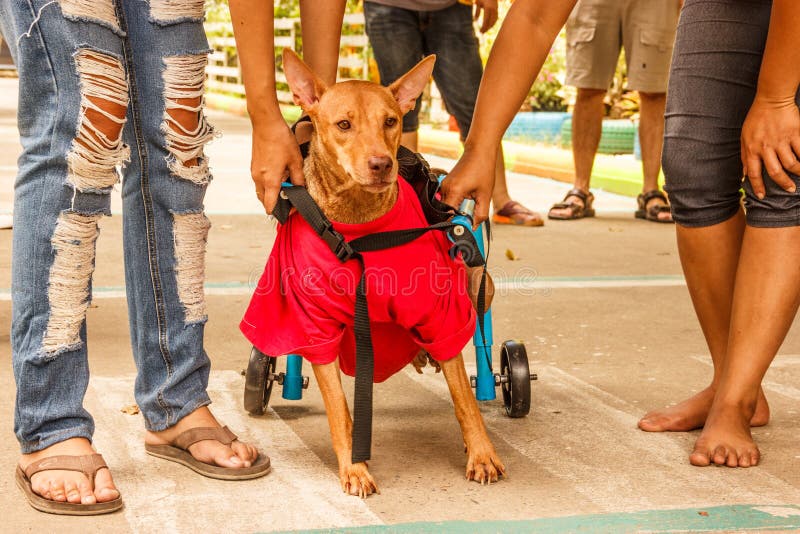 De achterste-legged gehandicapte hond aarzelt om met zijn eerste looppas te beginnen na het ontvangen van hondrolstoel stock fotografie De achterste-legged gehandicapte hond aarzelt om met zijn eerste looppas te beginnen na het ontvangen van hondrolstoel stock fotografie