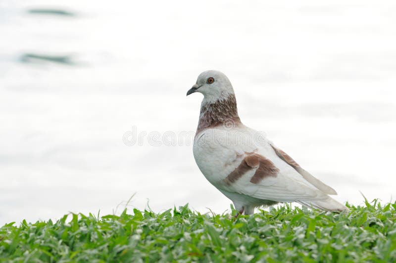 Portrait bodily movement action bird of peace. Portrait bodily movement action bird of peace.