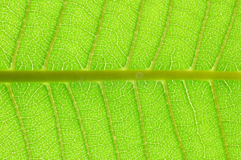 Bladnerven royalty-vrije stock foto's