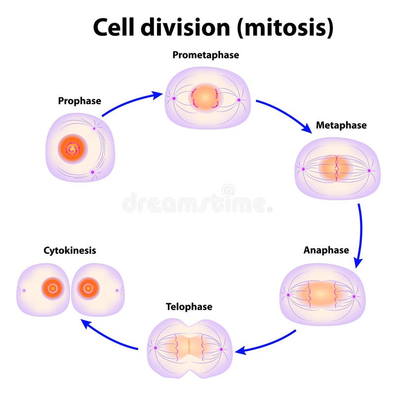 De afdeling van de cel. Mitose