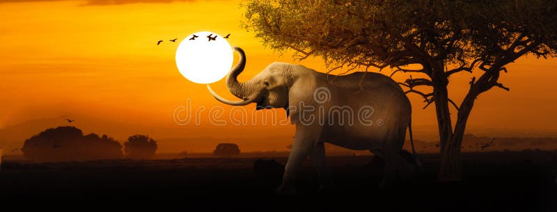 De Afrikaanse Banner van het de Scèneweb van de Olifantszonsondergang