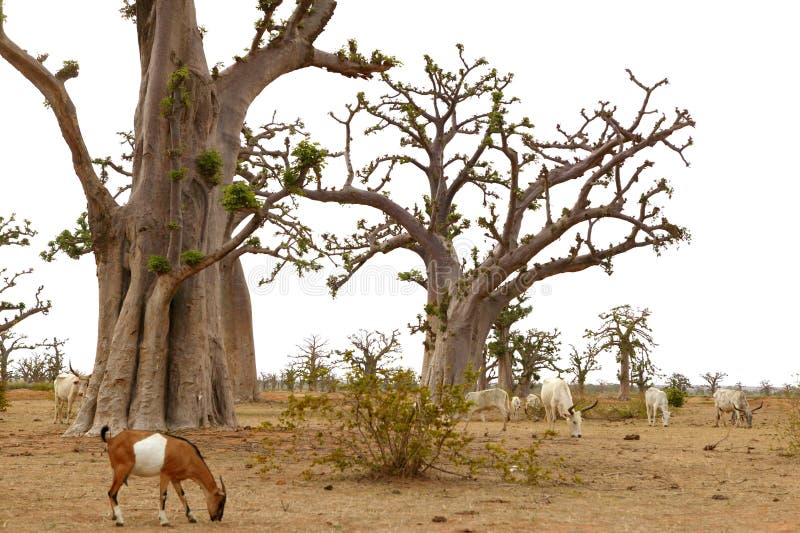 De Afrikaanse boom van de Baobab met vee het eten