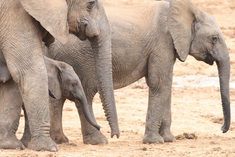 De Afrikaanse Koeien van de Olifant met Kalf stock fotografie De Afrikaanse Koeien van de Olifant met Kalf stock fotografie