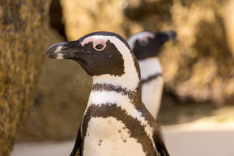 De Afrikaanse Pinguïnen zien rond eruit stock afbeeldingen De Afrikaanse Pinguïnen zien rond eruit stock afbeeldingen