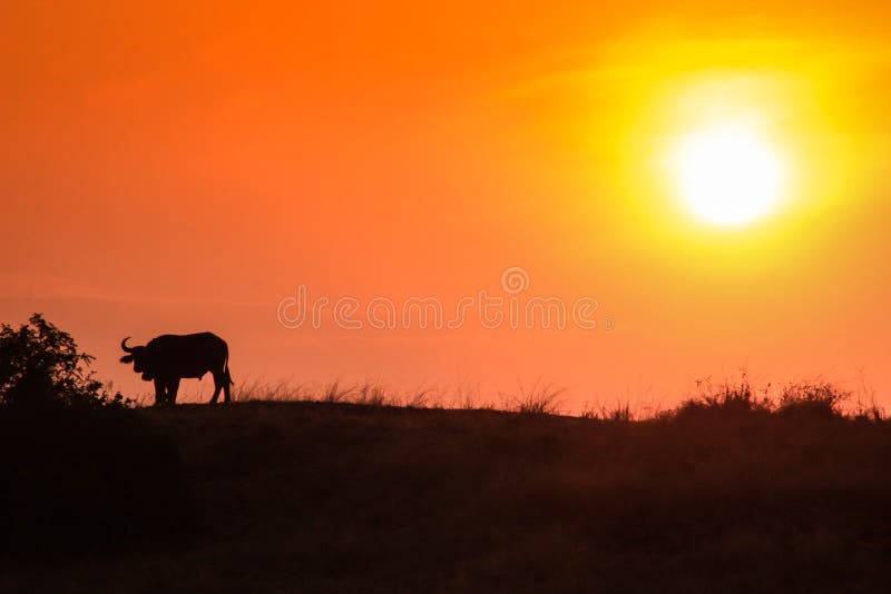 De Afrikaanse tribunes van het bizonsilhouet alleen tegen een mooie oranje zonsondergang royalty-vrije stock fotografie De Afrikaanse tribunes van het bizonsilhouet alleen tegen een mooie oranje zonsondergang royalty-vrije stock fotografie