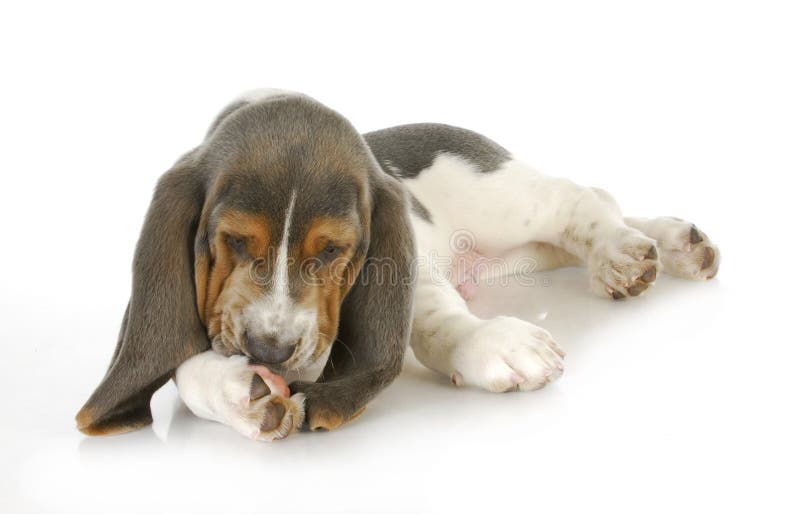 De allergieën van de hond stock fotografie De allergieën van de hond stock fotografie