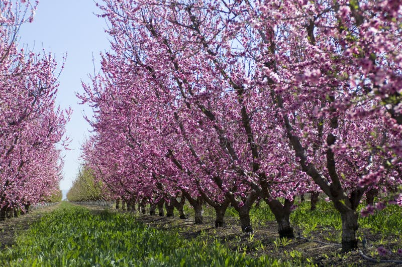 Almond trees in the California Valley. Almond trees in the California Valley.