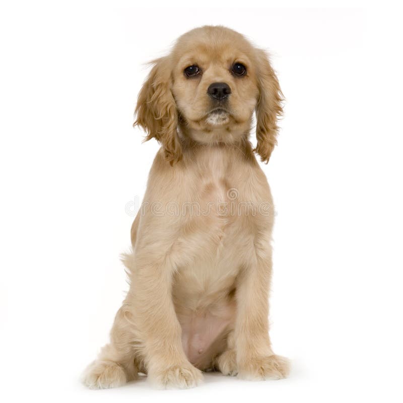 De Amerikaanse Cocker-spaniël van het puppy royalty-vrije stock foto De Amerikaanse Cocker-spaniël van het puppy royalty-vrije stock foto