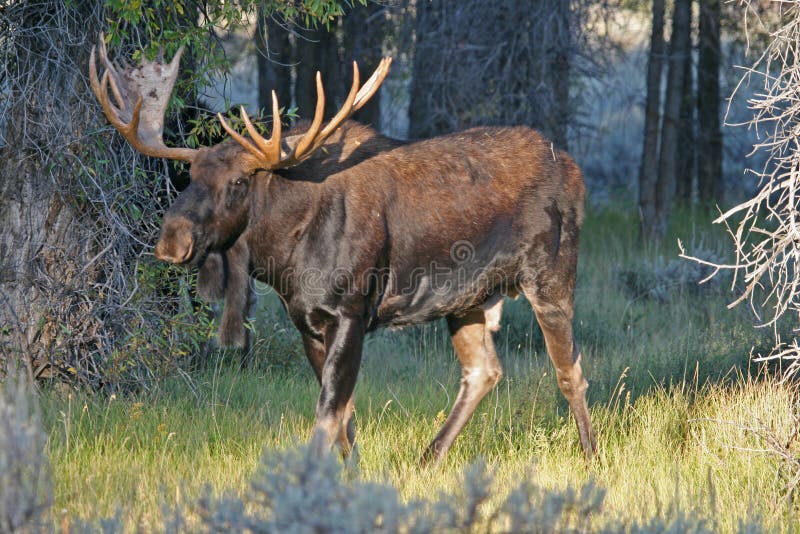 Bulmoose royalty-vrije stock afbeelding