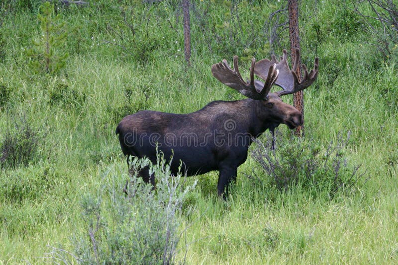 Bulmoose royalty-vrije stock foto
