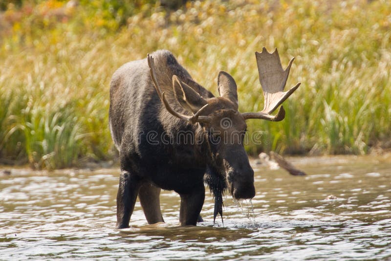 Eland royalty-vrije stock foto