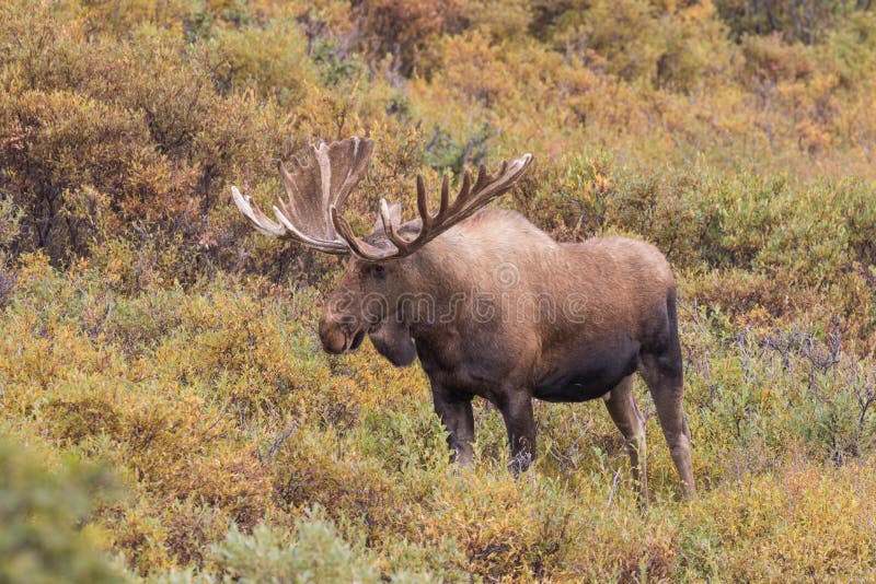 Alaskaanse elandstier stock fotografie