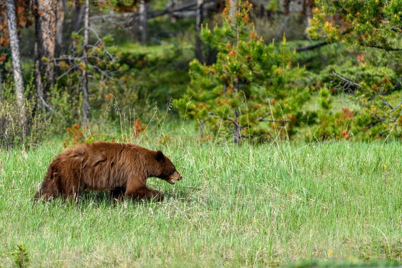 De Amerikaanse zwarte draagt het americanus weidende gras van Ursus in het Nationale Park van Banff royalty-vrije stock afbeeldingen De Amerikaanse zwarte draagt het americanus weidende gras van Ursus in het Nationale Park van Banff royalty-vrije stock afbeeldingen