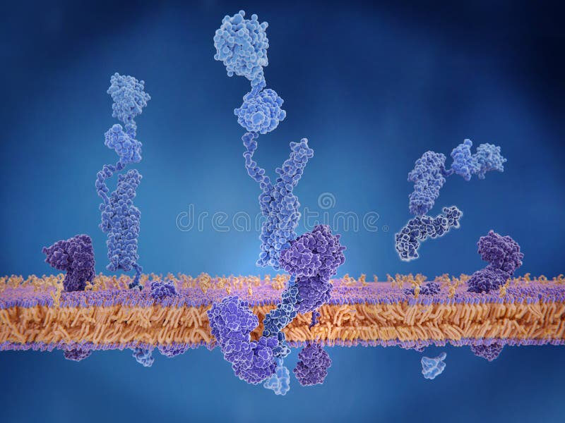 De amyloid voorloperproteïne die door gamma en bètase worden gespleten royalty-vrije illustratie De amyloid voorloperproteïne die door gamma en bètase worden gespleten royalty-vrije illustratie