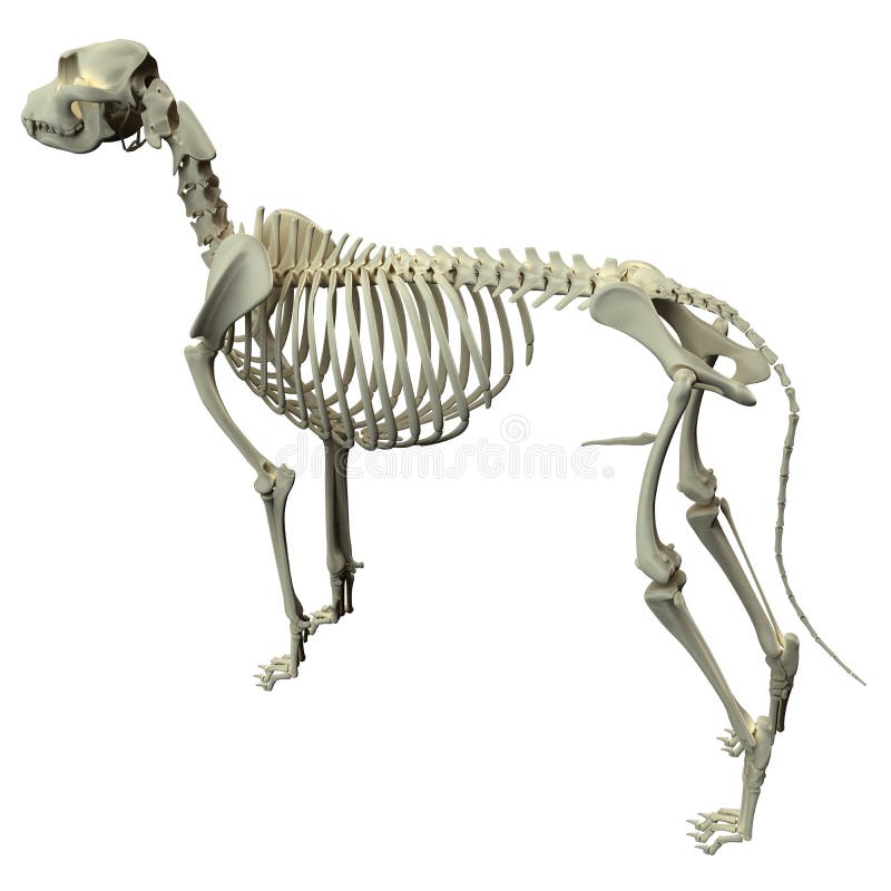 De Anatomie van het hondskelet - Anatomie van een Mannelijk Hondskelet vector illustratie De Anatomie van het hondskelet - Anatomie van een Mannelijk Hondskelet vector illustratie