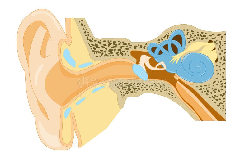 De anatomie van het oor