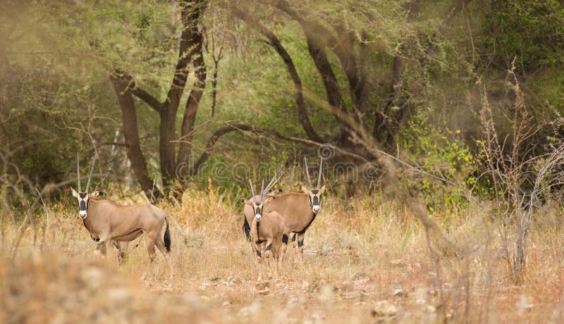 De antilopen van Oryx bij nationaal park Tsavo royalty-vrije stock fotografie De antilopen van Oryx bij nationaal park Tsavo royalty-vrije stock fotografie