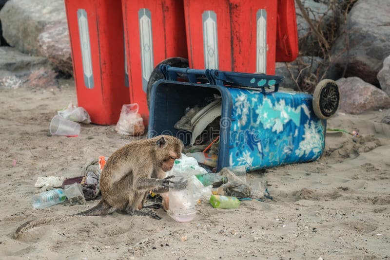 De apen ontmantelen het huisvuil in het afval als voedsel als milieuprobleem in Thailand stock foto De apen ontmantelen het huisvuil in het afval als voedsel als milieuprobleem in Thailand stock foto