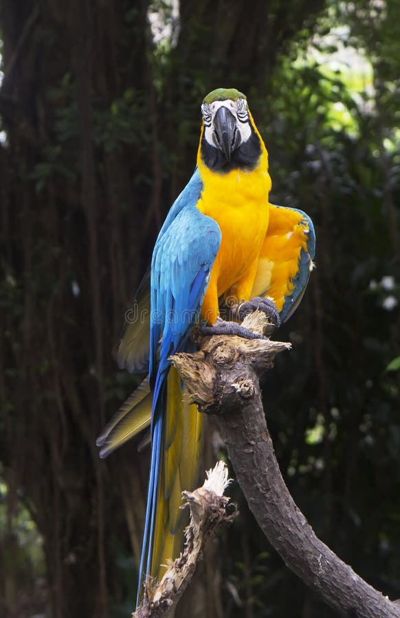 vleugel geluid Derbevilletest De Ara Van Papegaai Blauw-en-geel Stock Afbeelding - Image of vleugels,  blauw: 47732699