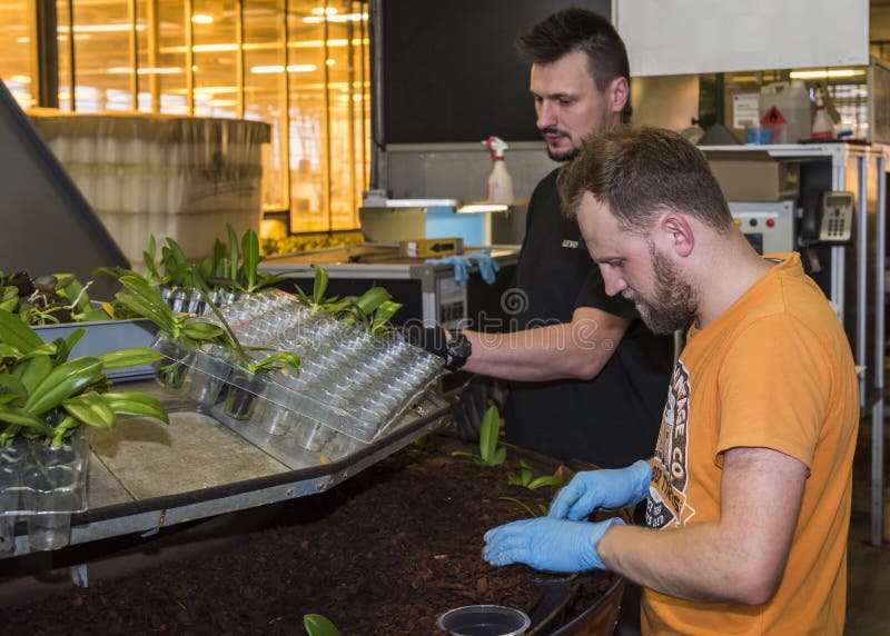 De arbeiders planten de Serre van de Knipselsorchidee royalty-vrije stock afbeeldingen De arbeiders planten de Serre van de Knipselsorchidee royalty-vrije stock afbeeldingen