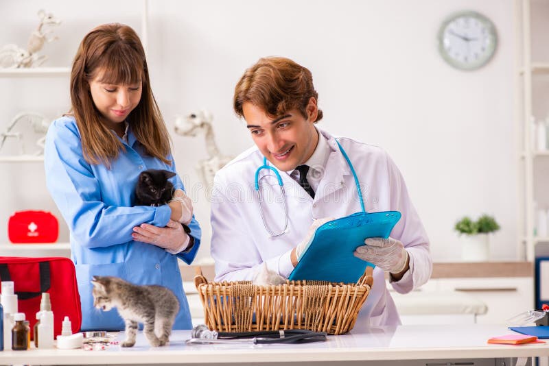 De arts en medewerker die in dierenartskliniek katje de controleren royalty-vrije stock afbeelding De arts en medewerker die in dierenartskliniek katje de controleren royalty-vrije stock afbeelding