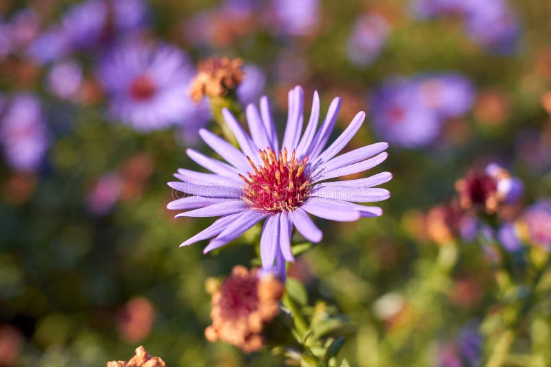 De Aster van New York Bloemenasters groeien in een stadspark Struikenaster stock afbeelding De Aster van New York Bloemenasters groeien in een stadspark Struikenaster stock afbeelding