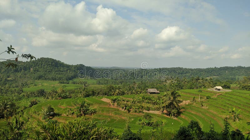 De atmosfeer van de rijstvelden op het platteland van pangandaran oost - indonesi