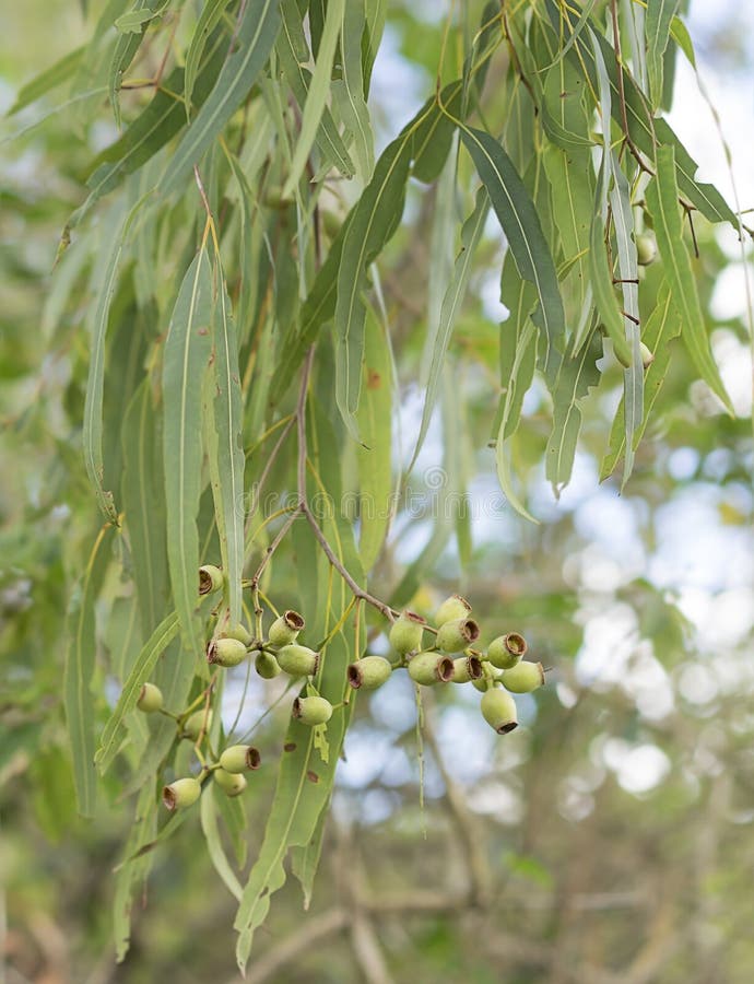 De Australische bladeren van de eucalyptusgom en gumnuts royalty-vrije stock afbeelding De Australische bladeren van de eucalyptusgom en gumnuts royalty-vrije stock afbeelding