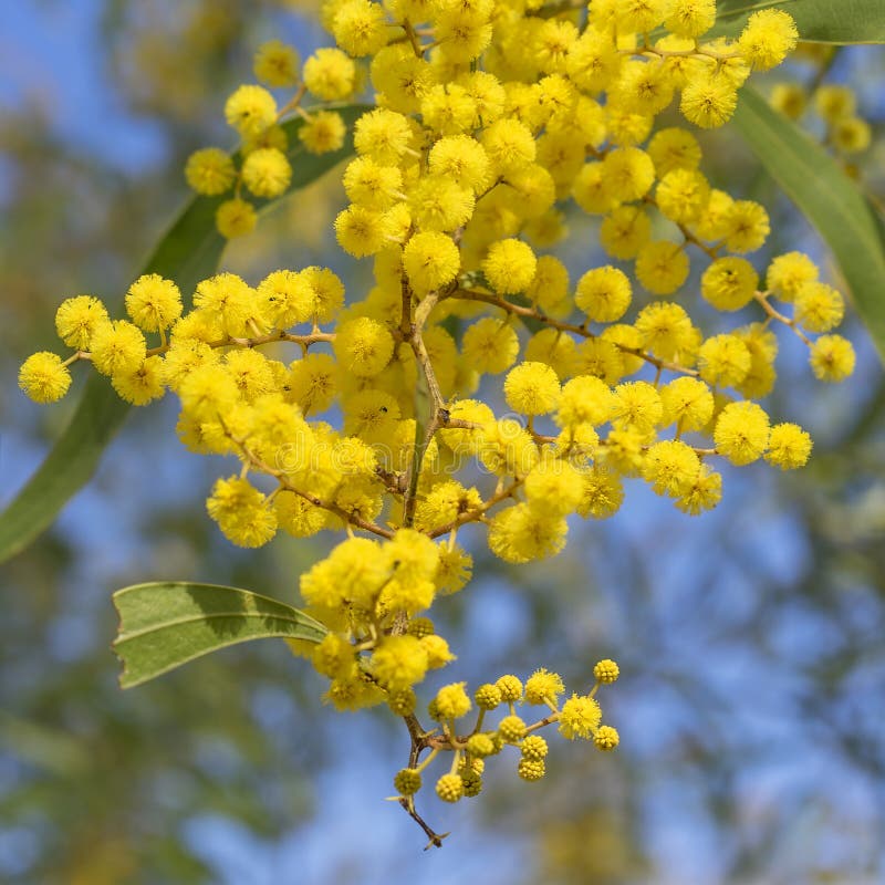 De Australische Bloemen van de Pictogram Gouden Acacia