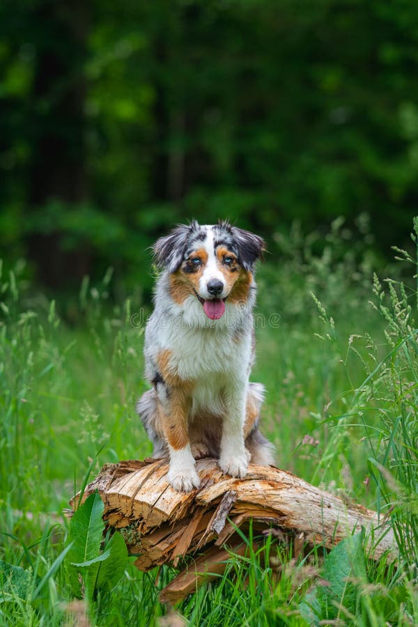 Dog australian shepherd blue merle sitting on german inner border shallow depth of field green gras path. Dog australian shepherd blue merle sitting on german inner border shallow depth of field green gras path