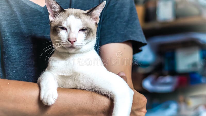 De Aziatische kat van de mensenholding Beste vriendenconcept stock foto De Aziatische kat van de mensenholding Beste vriendenconcept stock foto