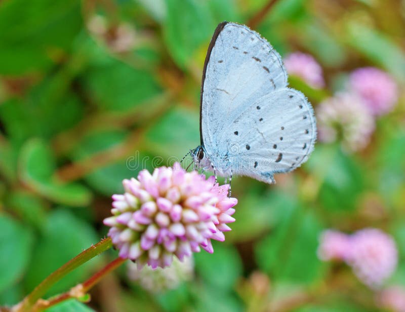 De Azuurblauwe vlinder van de lente